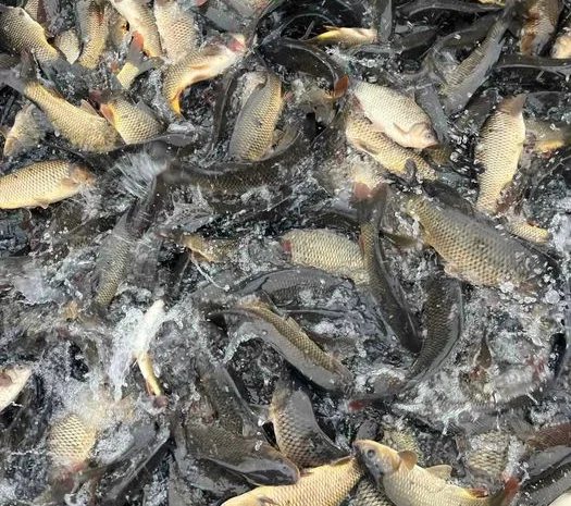 Зарибок коропа и товстолоба в продаже- фото № 3