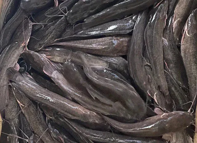 Підрощена молодь АФРИКАНСЬКОГО сома для ставу- фото № 1