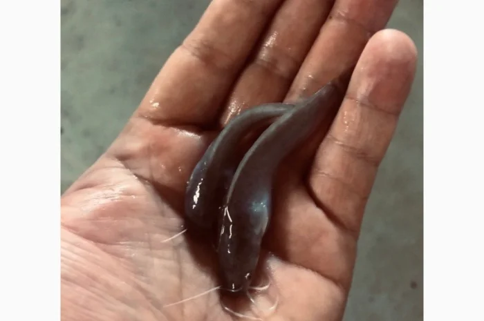 Мальок африканського сома у продажу- фото № 2