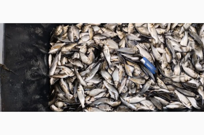 Мальок Короп на продаж- фото № 2