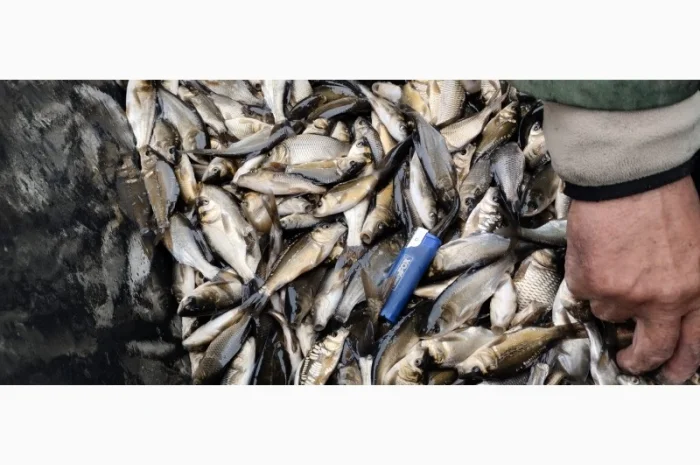 Мальок Короп на продаж- фото № 3