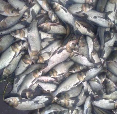 Мальок Товстолоба 150 грамів- фото № 1