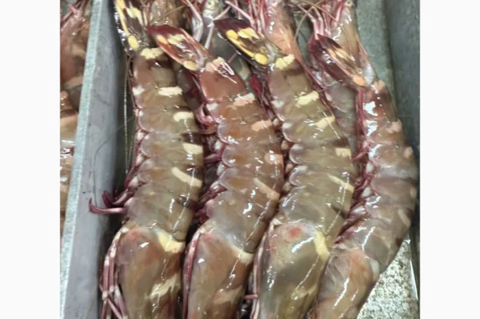 Mauritania fishing coast- фото № 1