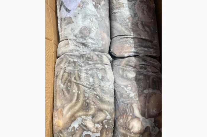 Mauritania fishing coast- фото № 15