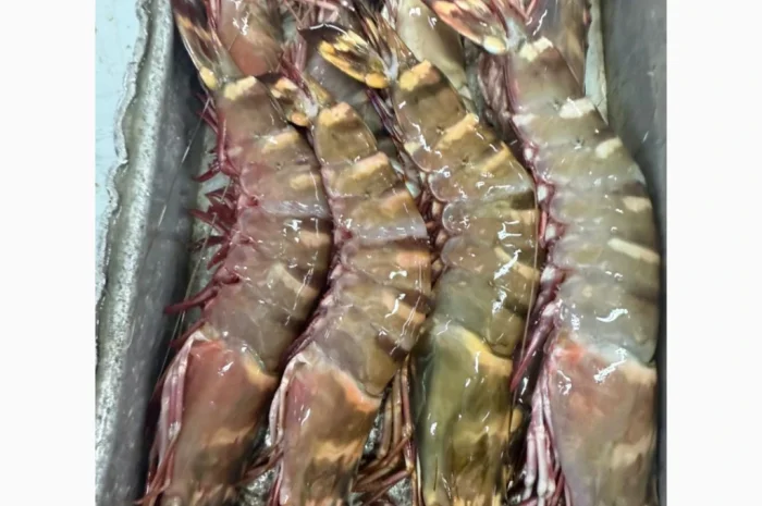 Mauritania fishing coast- фото № 3