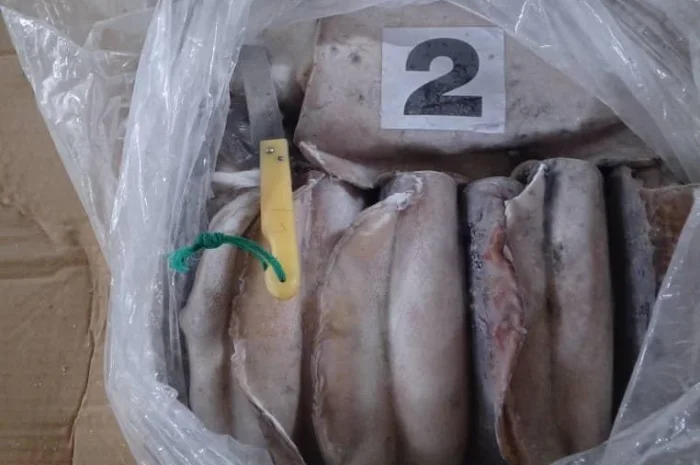 Оптовий постачальник морепродуктів з Мавританії, порт Нуадаїбу- фото № 1