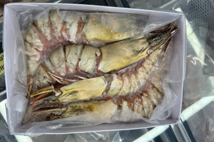 Оптовий постачальник морепродуктів з Мавританії, порт Нуадаїбу- фото № 10