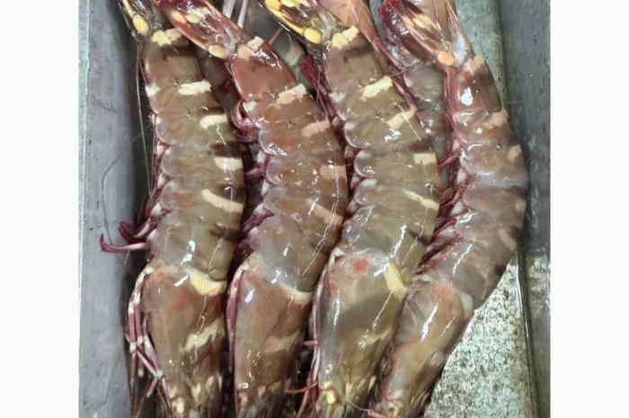 Оптовий постачальник морепродуктів з Мавританії, порт Нуадаїбу- фото № 13