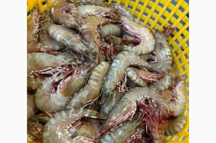 Оптовий постачальник морепродуктів з Мавританії, порт Нуадаїбу- фото № 14