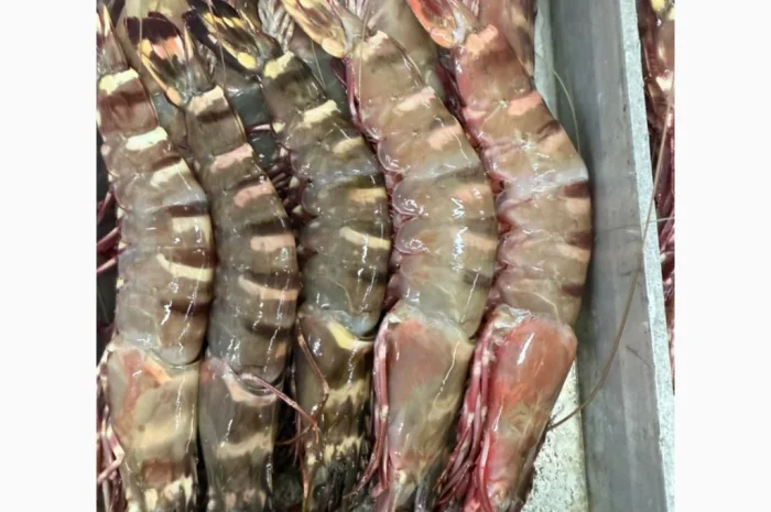 Оптовий постачальник морепродуктів з Мавританії, порт Нуадаїбу- фото № 15