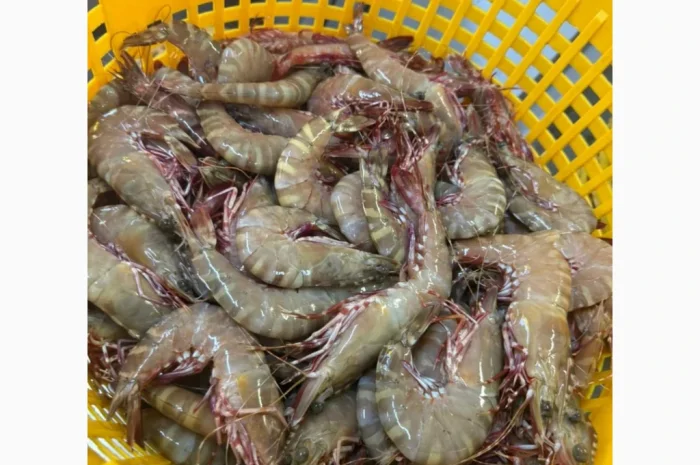 Оптовий постачальник морепродуктів з Мавританії, порт Нуадаїбу- фото № 16