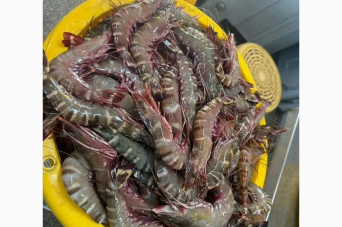 Оптовий постачальник морепродуктів з Мавританії, порт Нуадаїбу- фото № 17