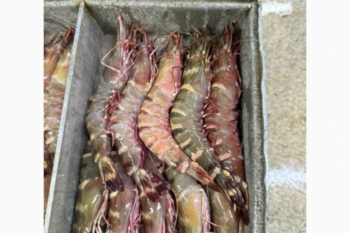 Оптовий постачальник морепродуктів з Мавританії, порт Нуадаїбу- фото № 18