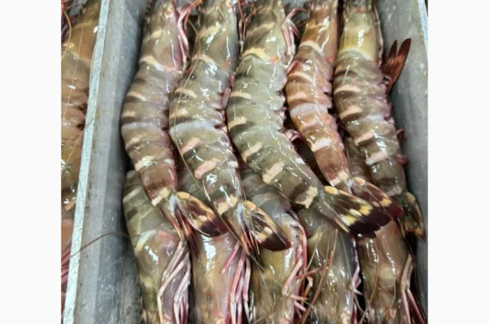 Оптовий постачальник морепродуктів з Мавританії, порт Нуадаїбу- фото № 19