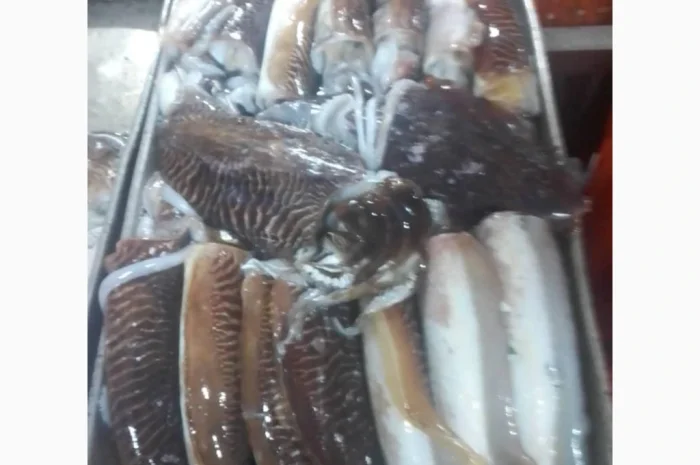 Оптовий постачальник морепродуктів з Мавританії, порт Нуадаїбу- фото № 2