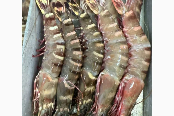 Оптовий постачальник морепродуктів з Мавританії, порт Нуадаїбу- фото № 20