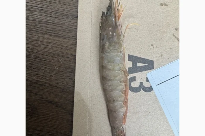 Оптовий постачальник морепродуктів з Мавританії, порт Нуадаїбу- фото № 5