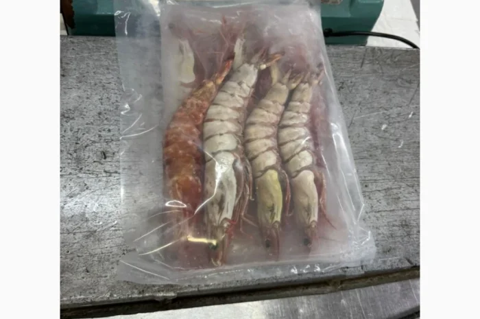 Оптовий постачальник морепродуктів з Мавританії, порт Нуадаїбу- фото № 8