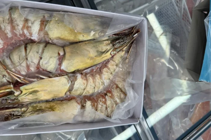 Оптовий постачальник морепродуктів з Мавританії, порт Нуадаїбу- фото № 9