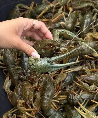 Продаются живые раки разных размеров с доставкой- фото № 1