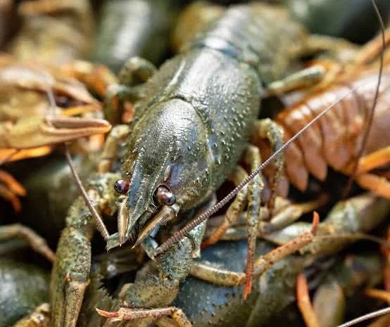 Продается свежий рак от 5 кг + 1 в подарок- фото № 2