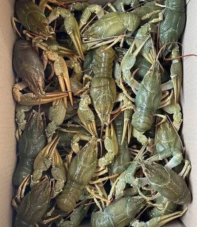 Продается свежий рак от 5 кг + 1 в подарок- фото № 3