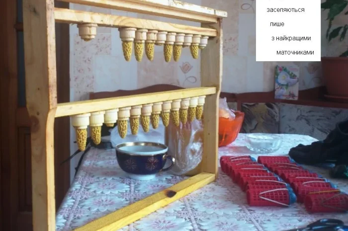 Матки бджіл Карніка у продажу- фото № 2