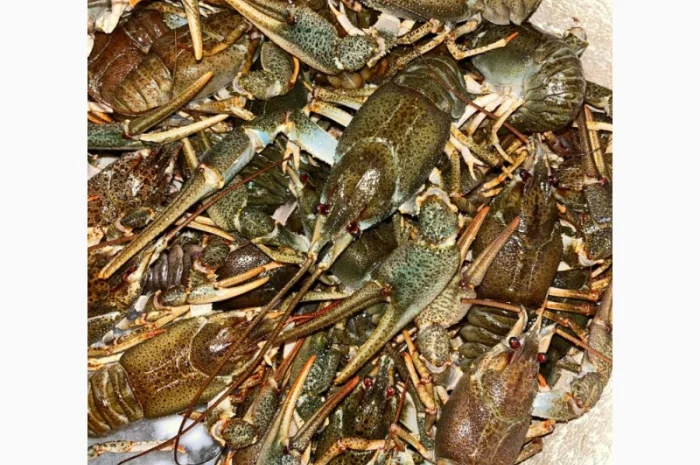 Купую живих раків оптом- фото № 1