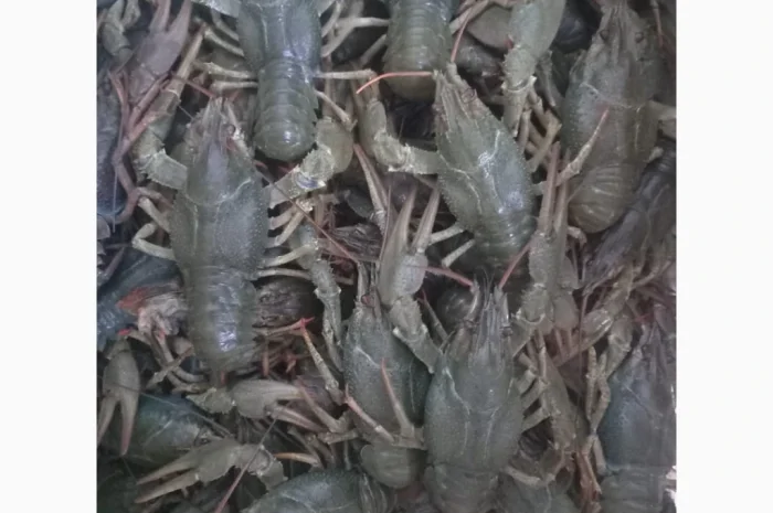 Закупаем живых раков- фото № 1