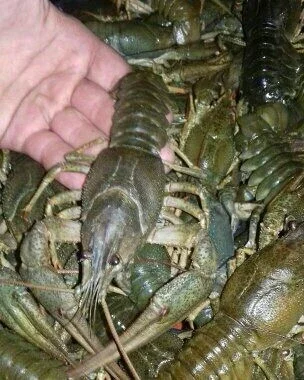 Купую раків від 20 до 100+ грамм- фото № 1