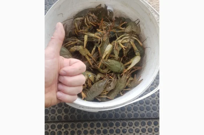 Живі раки у продажу- фото № 1