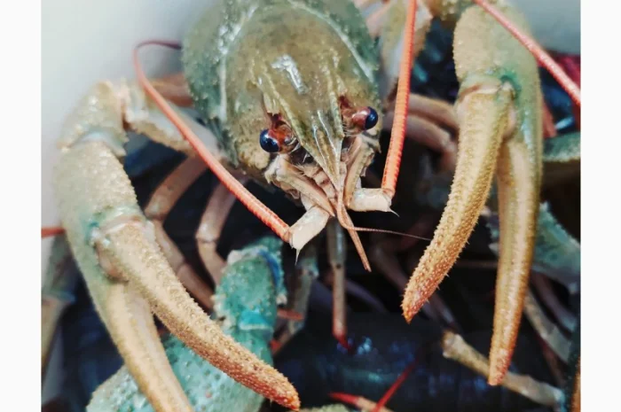 Купуємо живих раків круглий рік- фото № 1