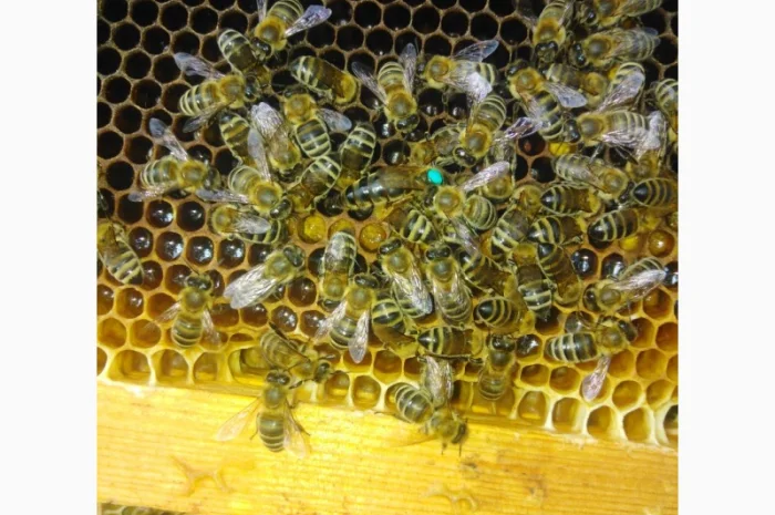 Пчеломатки карпатской породы на заказ- фото № 1