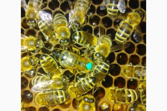 Пчеломатки карпатской породы на заказ- фото № 2