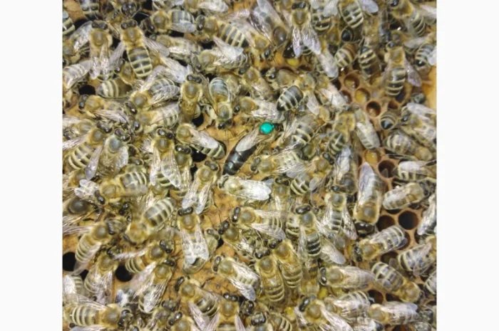 Пчеломатки карпатской породы на заказ- фото № 3