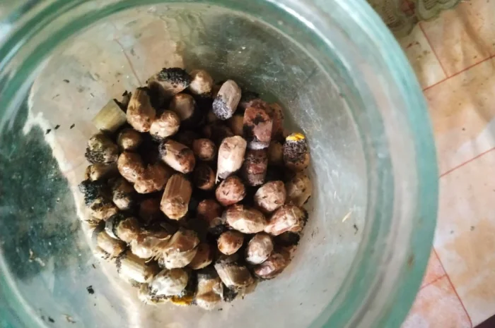 Куколки диких пчел осмий для продажи- фото № 1