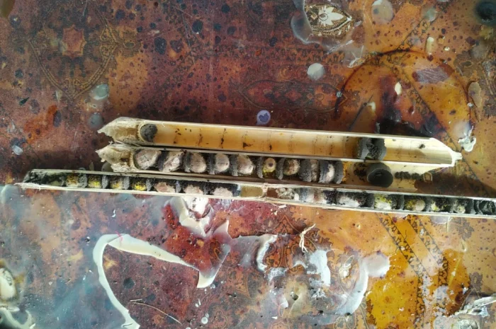 Куколки диких пчел осмий для продажи- фото № 2