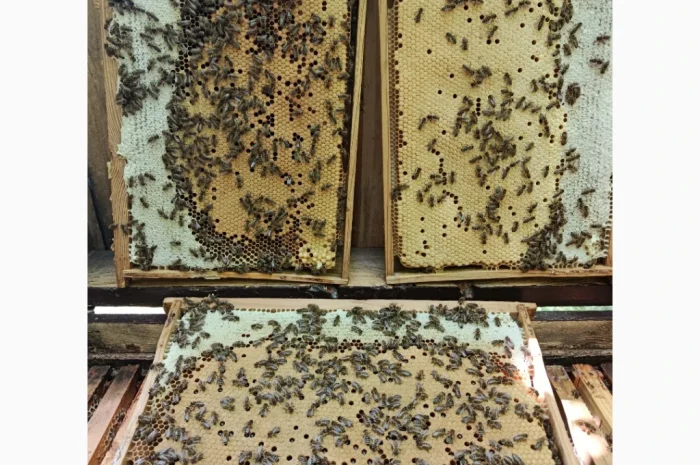 Пропонуються бджоломатки карпатських бджіл- фото № 1