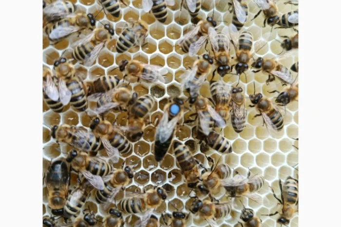 Пропонуються бджоломатки карпатських бджіл- фото № 2