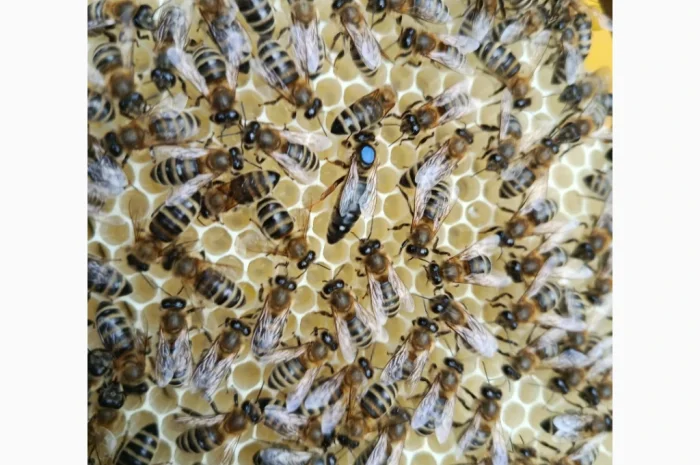 Пропонуються бджоломатки карпатських бджіл- фото № 3