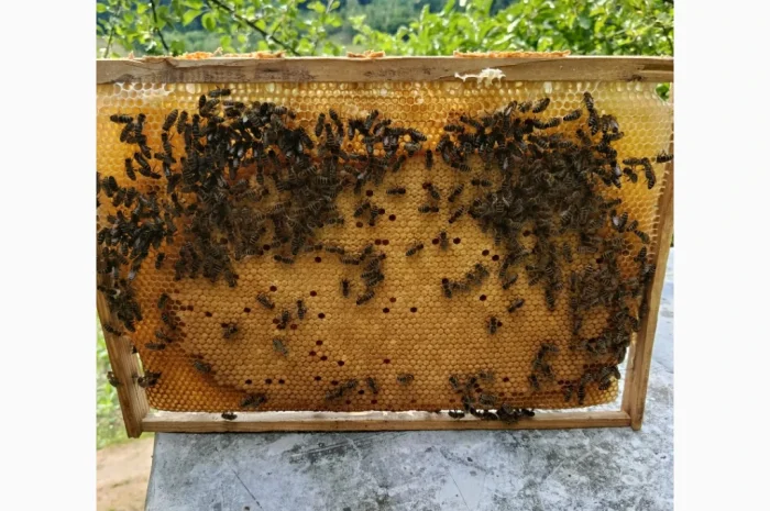 Пропонуються бджоломатки карпатських бджіл- фото № 4
