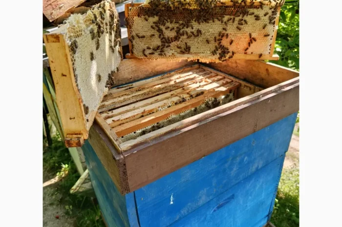 Пропонуються бджоломатки карпатських бджіл- фото № 5