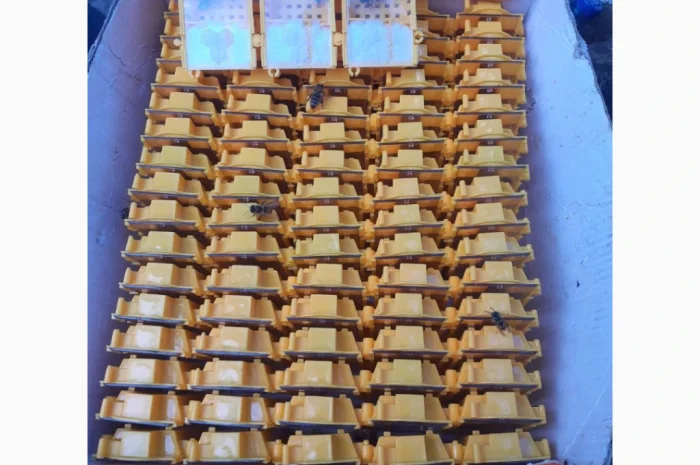 Матки Карпатка и Карніка на продажу- фото № 1