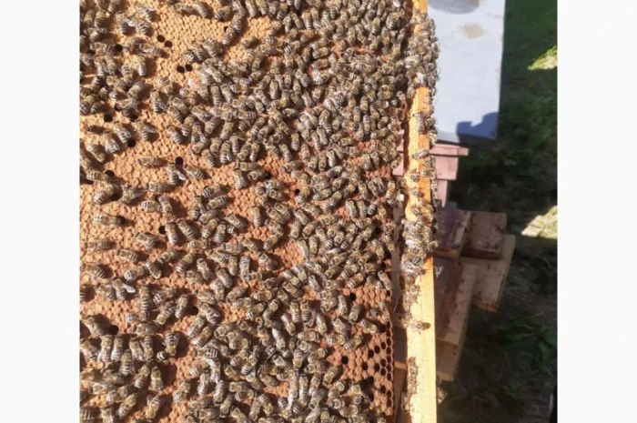 Матки Карпатка и Карніка на продажу- фото № 2