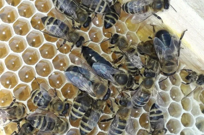 Матки Карпатка и Карніка на продажу- фото № 3