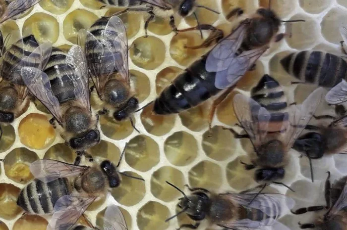 Матки Карпатка и Карніка на продажу- фото № 4