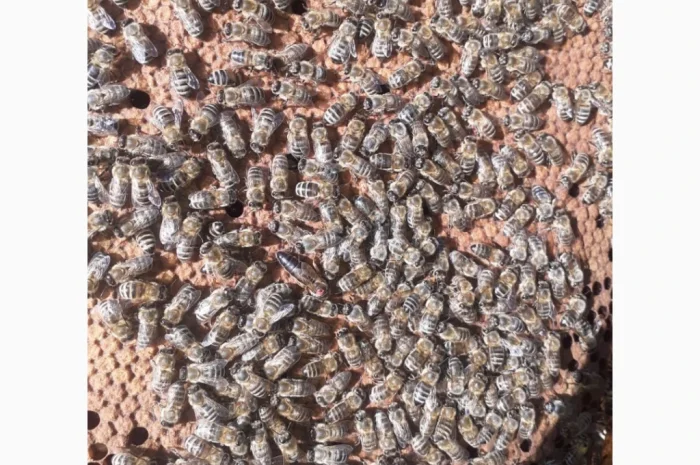 Матки Карпатка и Карніка на продажу- фото № 5