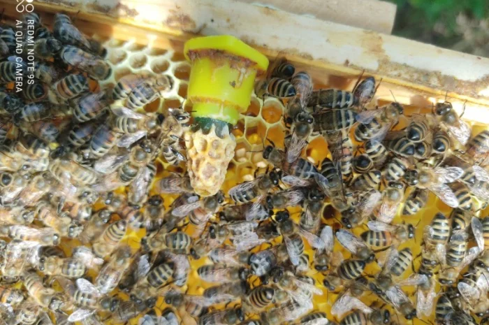 Продаются пчеломатки Карника и Кордован- фото № 2