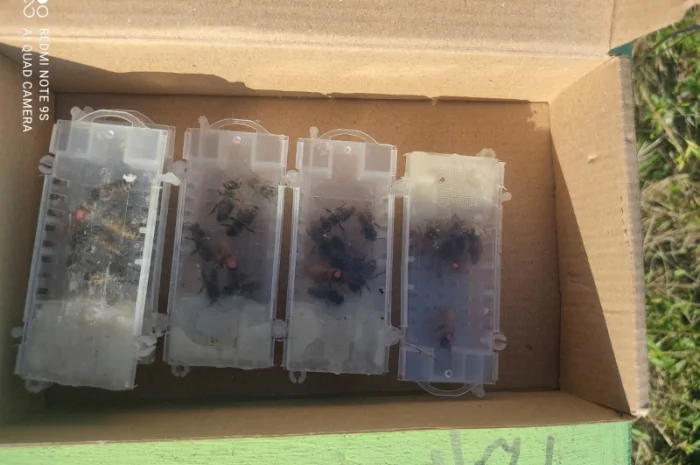 Продаются пчеломатки Карника и Кордован- фото № 3