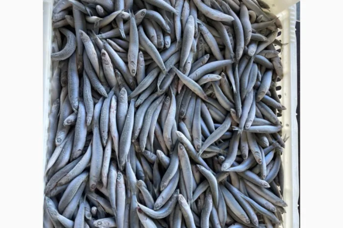 Продается свежая хамса отличного качества- фото № 3